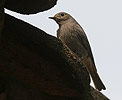 Black Redstart