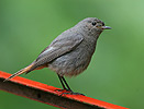 Black Redstart