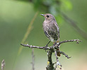 Black Redstart