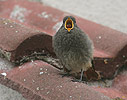 Black Redstart