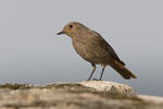 Black Redstart