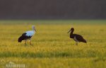 Black Stork