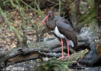 Black Stork