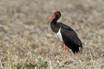 Black Stork