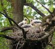 Black Stork