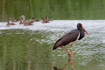 Black Stork