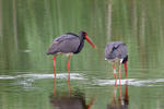 Black Stork