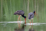 Black Stork