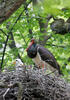 Black Stork