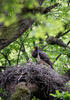 Black Stork