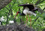 Black Stork