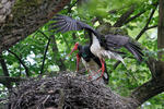 Black Stork