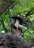 Black Stork