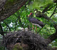 Black Stork