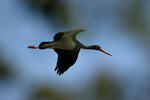 Black Stork