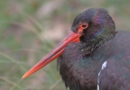 Black Stork