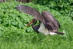 Black Stork