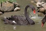 Black Swan