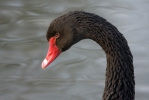 Black Swan