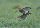 Black-tailed Godwit