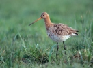 Black-tailed Godwit