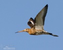 Black-tailed Godwit