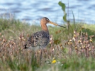 Black-tailed Godwit