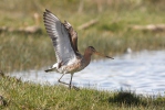 Black-tailed Godwit