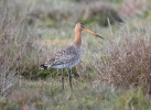 Black-tailed Godwit