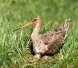 Black-tailed Godwit