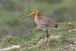 Black-tailed Godwit