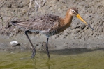 Black-tailed Godwit