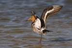 Black-tailed Godwit