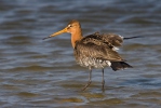 Black-tailed Godwit