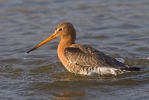 Black-tailed Godwit