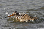 Black-tailed Godwit