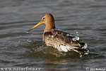 Black-tailed Godwit