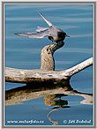 Black Tern