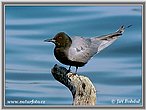 Black Tern