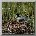Black Tern