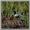 Black Tern