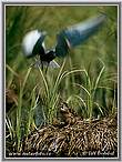 Black Tern