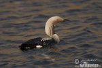 Black-throated Diver