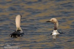 Black-throated Diver