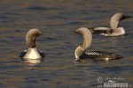 Black-throated Diver