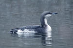 Black-throated Diver