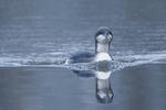 Black-throated Diver