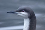 Black-throated Diver