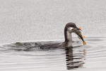 Black-throated Diver