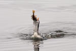 Black-throated Diver